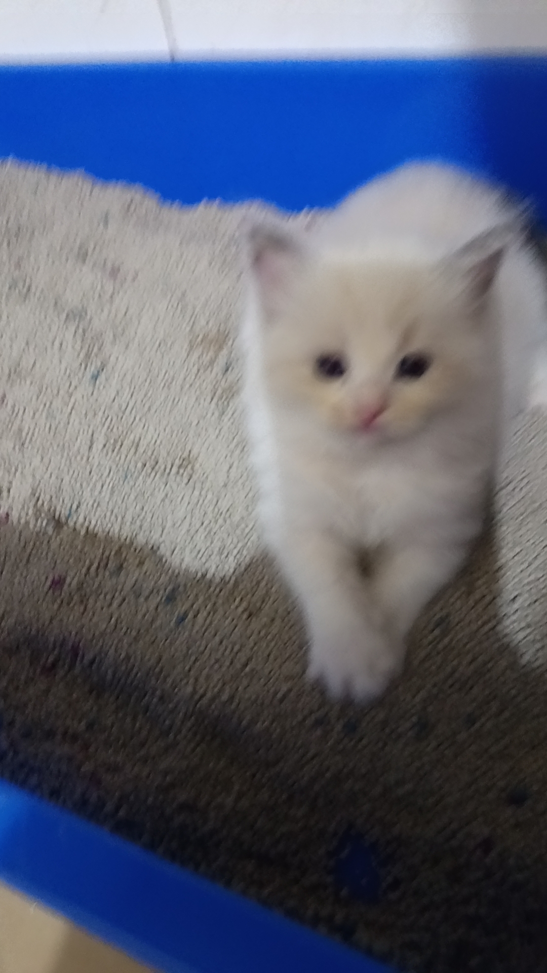 呆萌小可爱